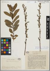 Foto von Salix integra Thunb. x Salix vulpina Andersson